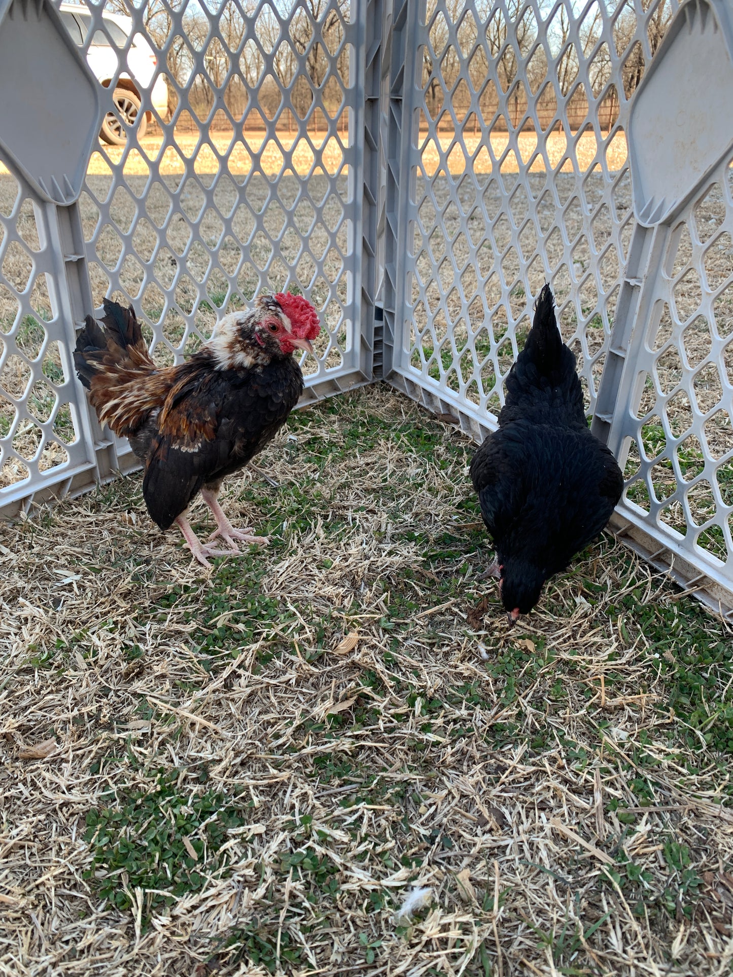 Pair Kikiriki Bantams
