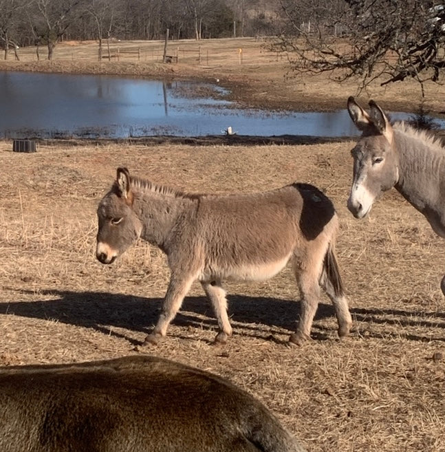 Jack-Miniature Donkey