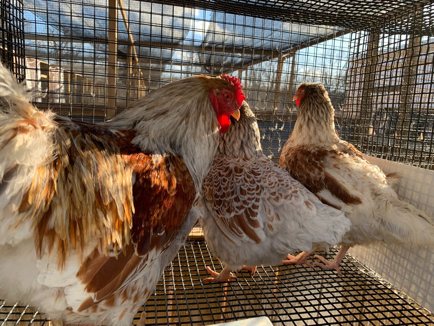 Trio Splash Blue Laced Red Wyandottes