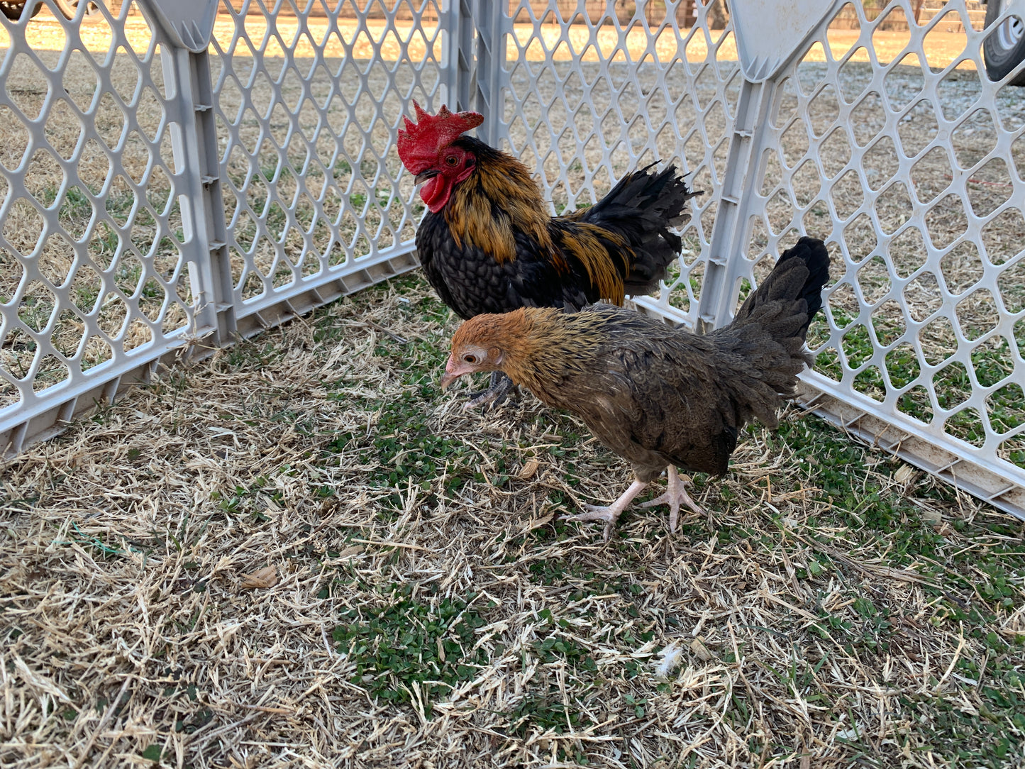 Pair Kikiriki Bantams
