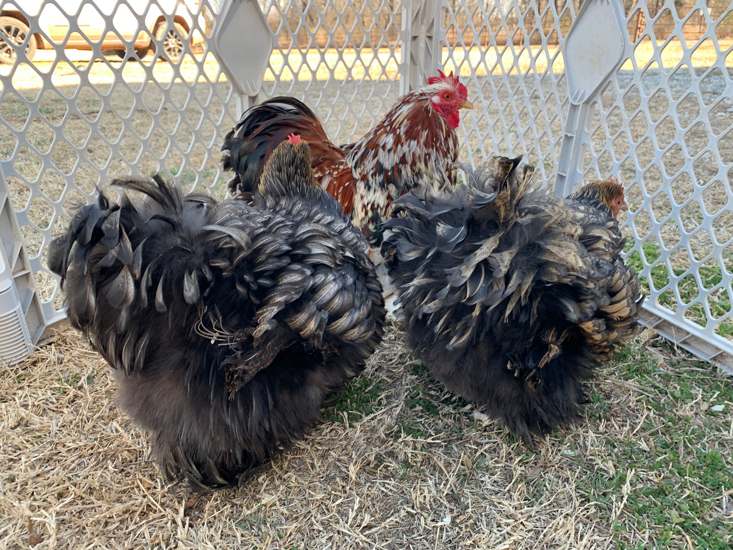 2 Hens, 1 Rooster-Gold Frizzle & Calico Cochin Bantam