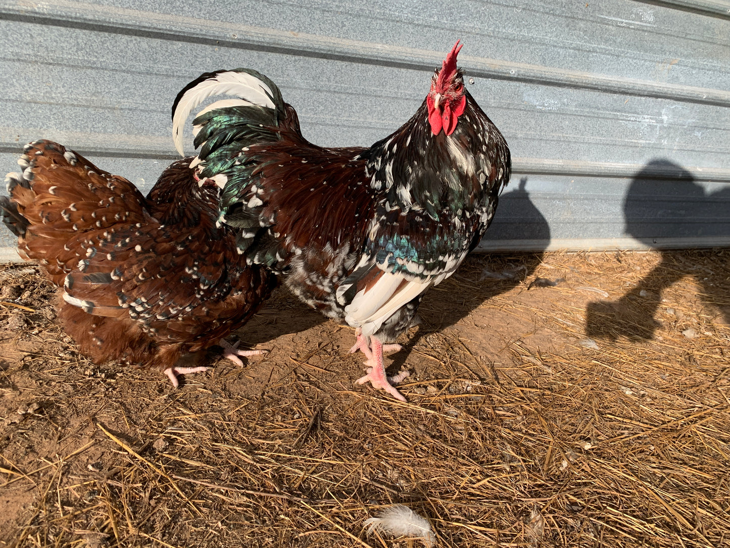 Pair Jubilee Orpingtons