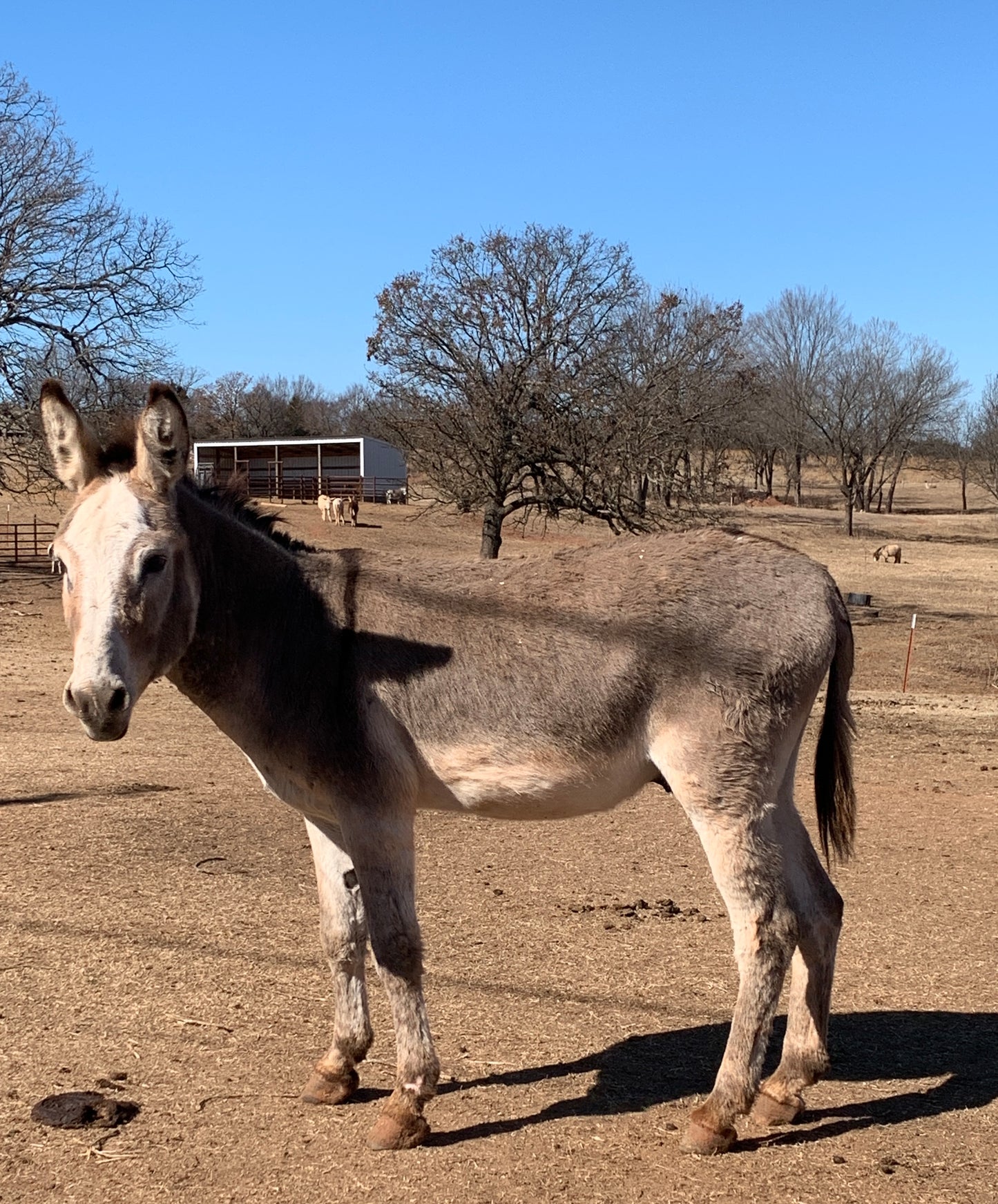 Jack-Standard Donkey 49”