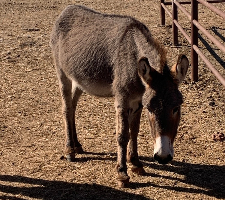 Bred Jenny-Standard Donkey