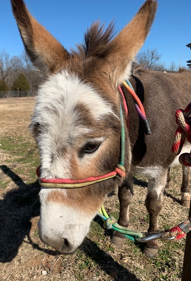 Jack-Miniature Paint Donkey