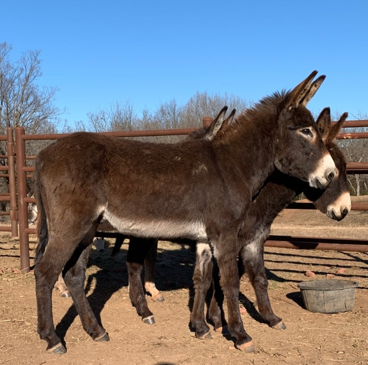 Jack-Standard Donkey
