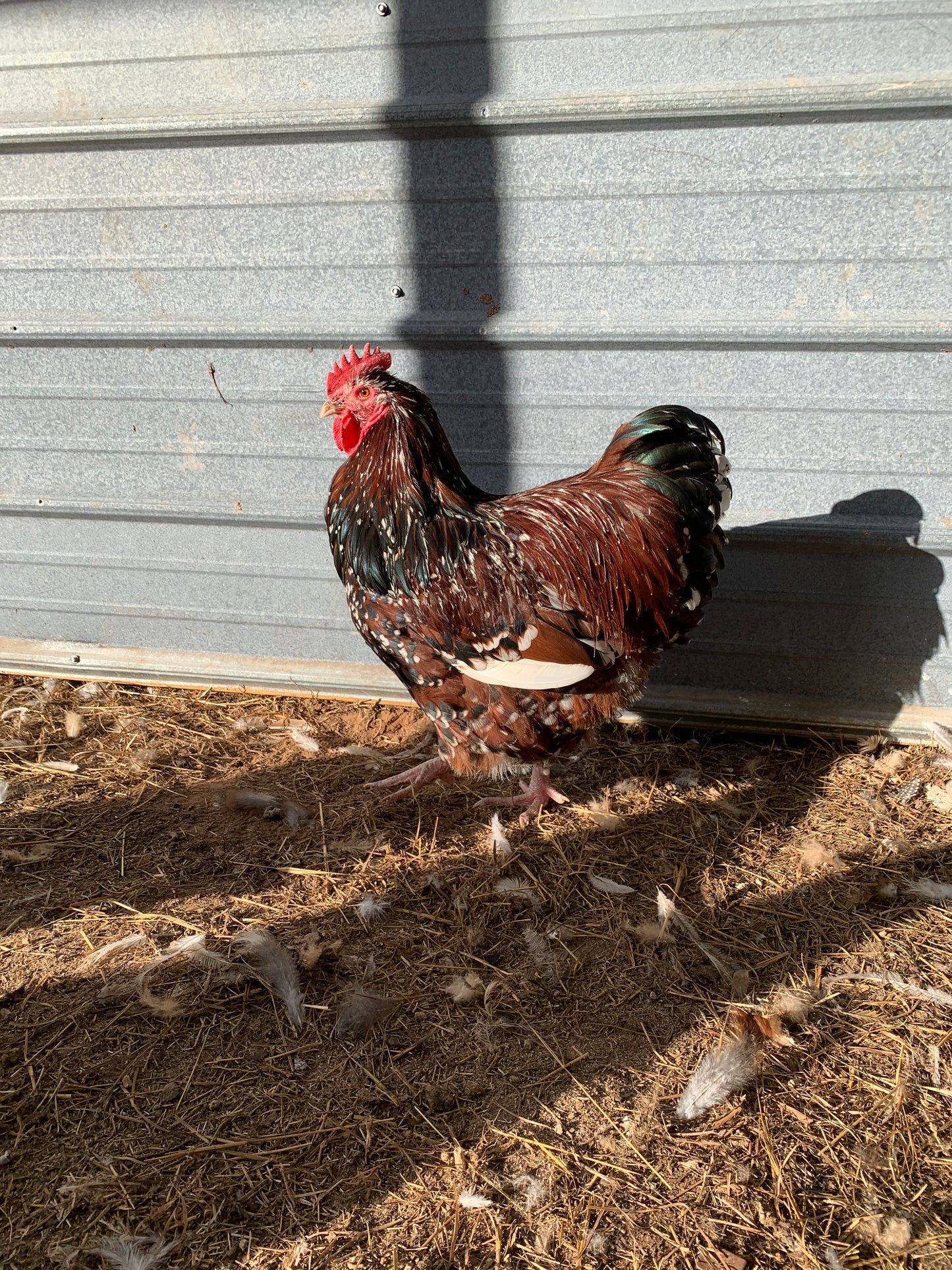 Rooster Jubilee Orpington