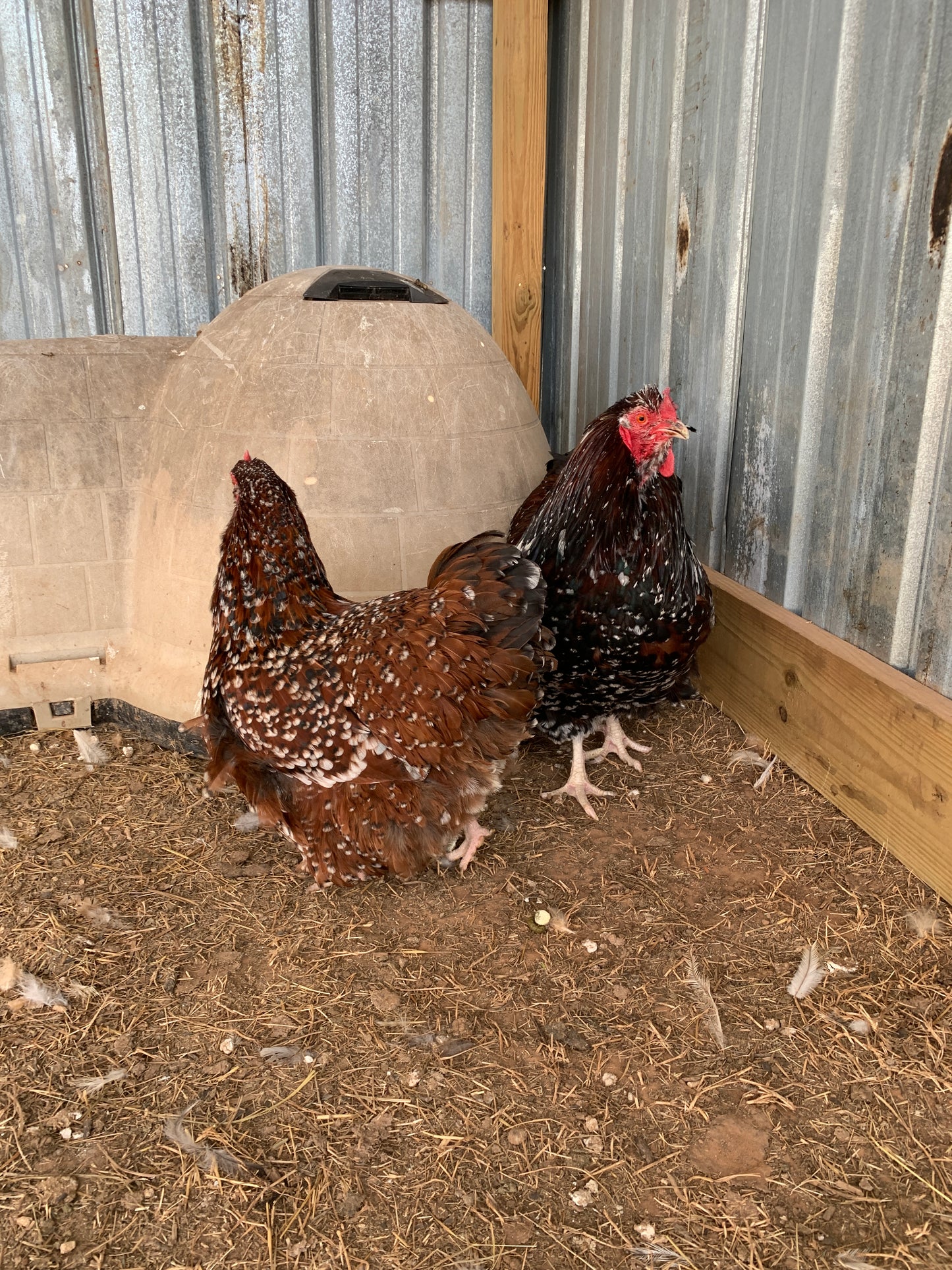 Pair Jubilee Orpingtons