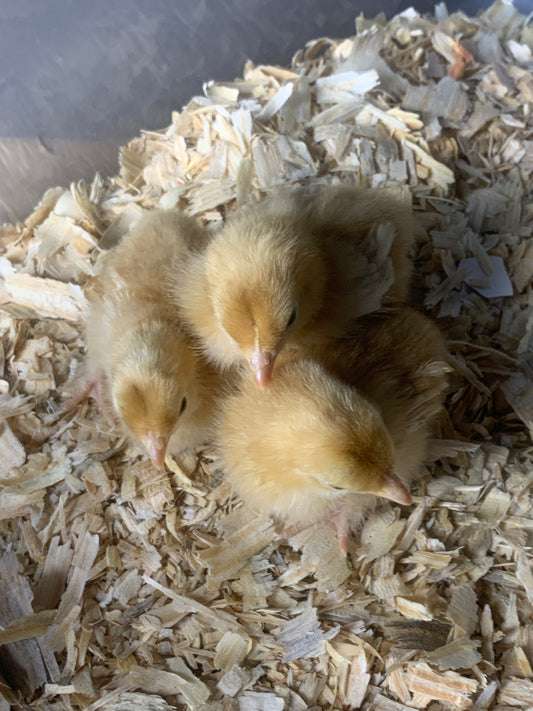 Buff/Red Frizzle Cochin Bantam Chick