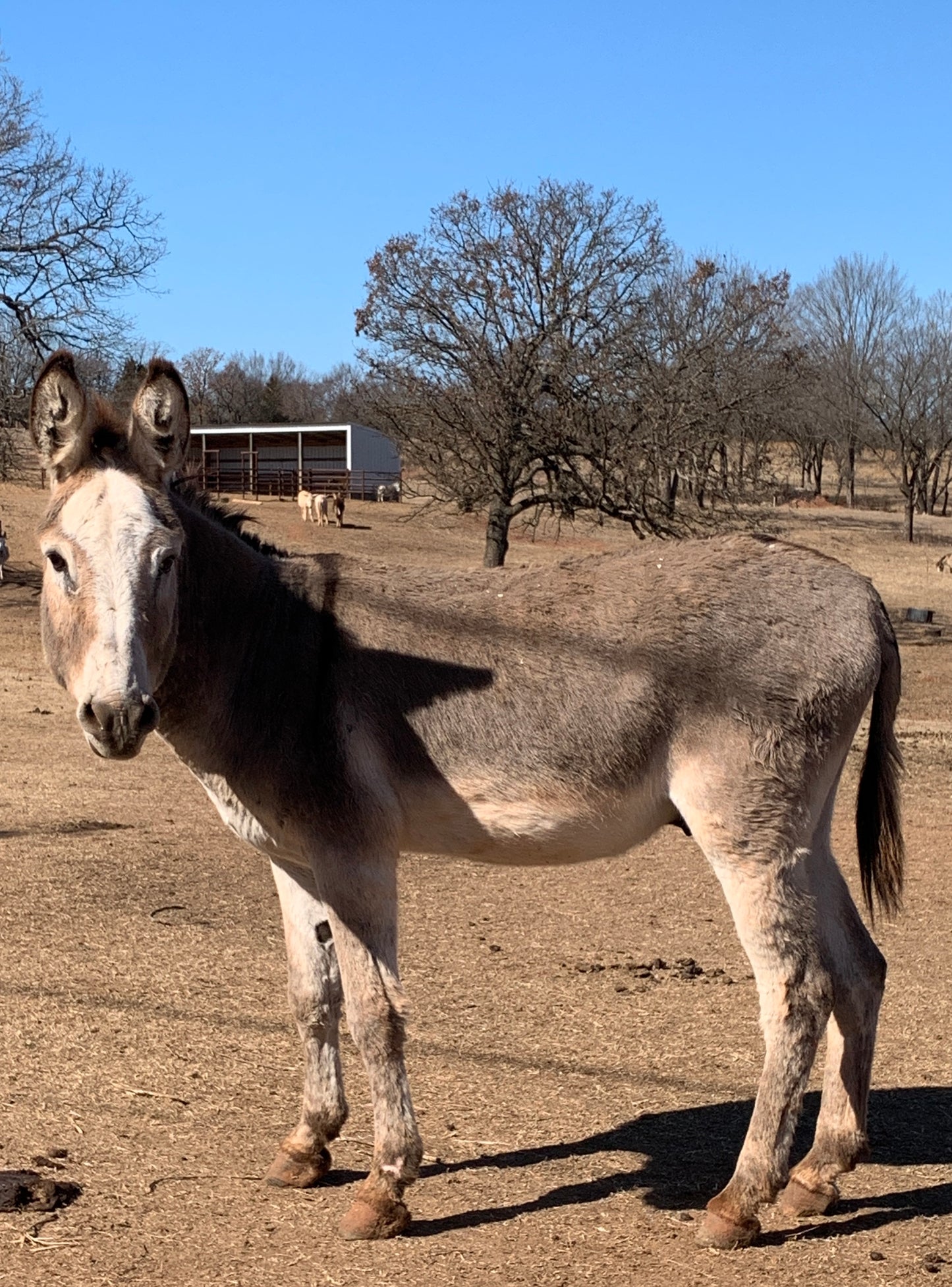Jack-Standard Donkey 49”
