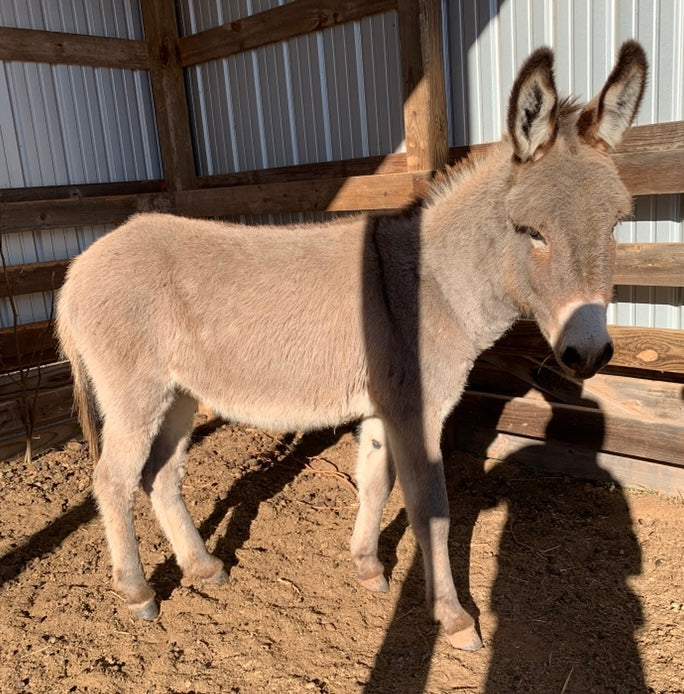 Jack-Standard Donkey-Yearling