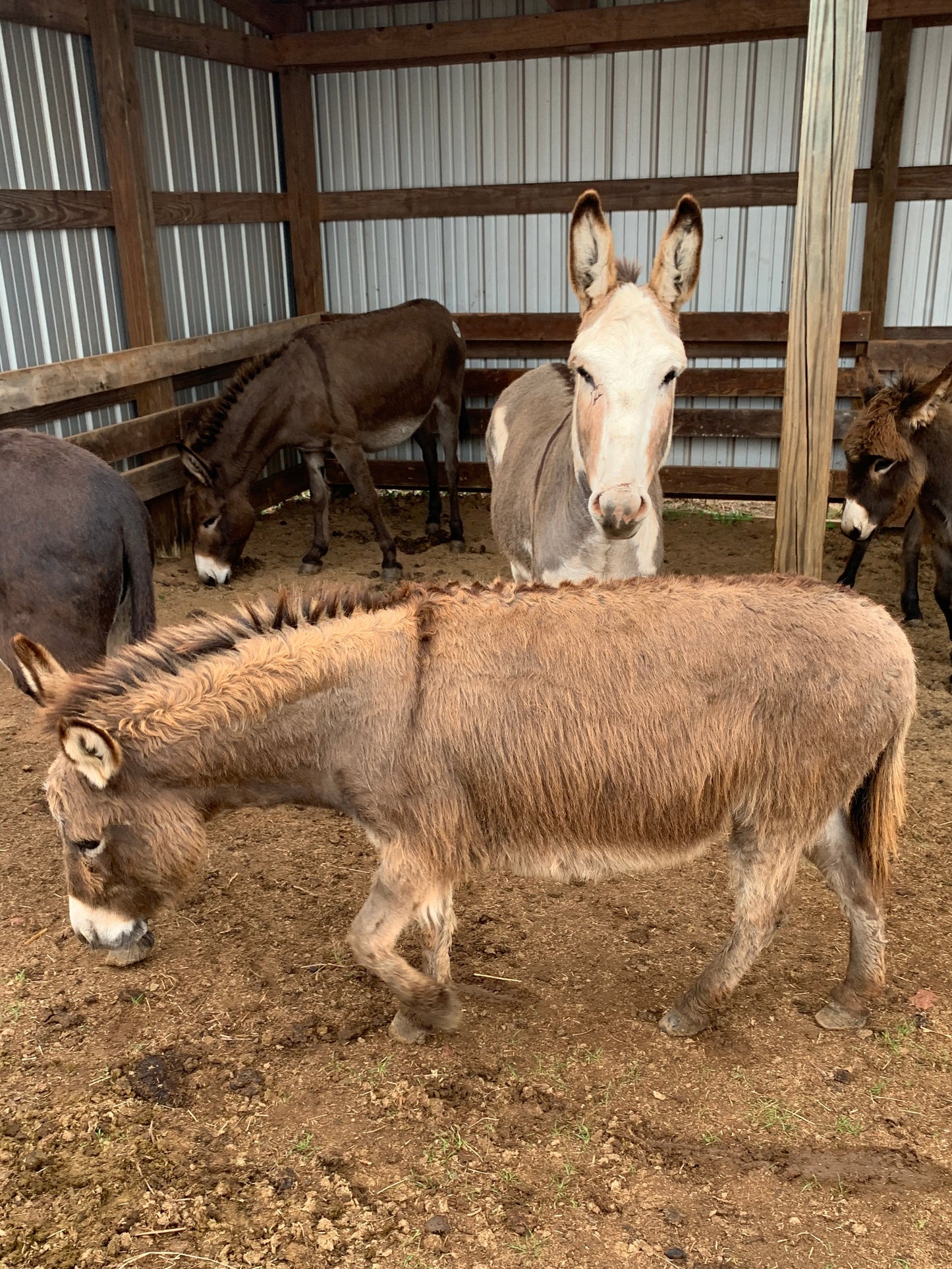 Jenny-Miniature Donkey-32" Expecting 2026 foal