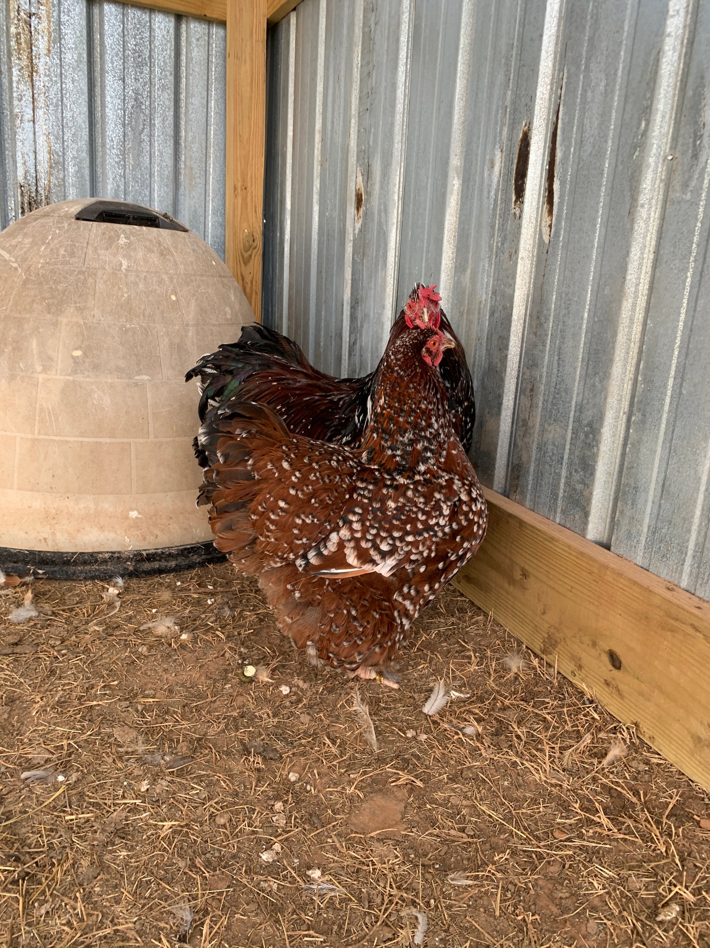 Pair Jubilee Orpingtons