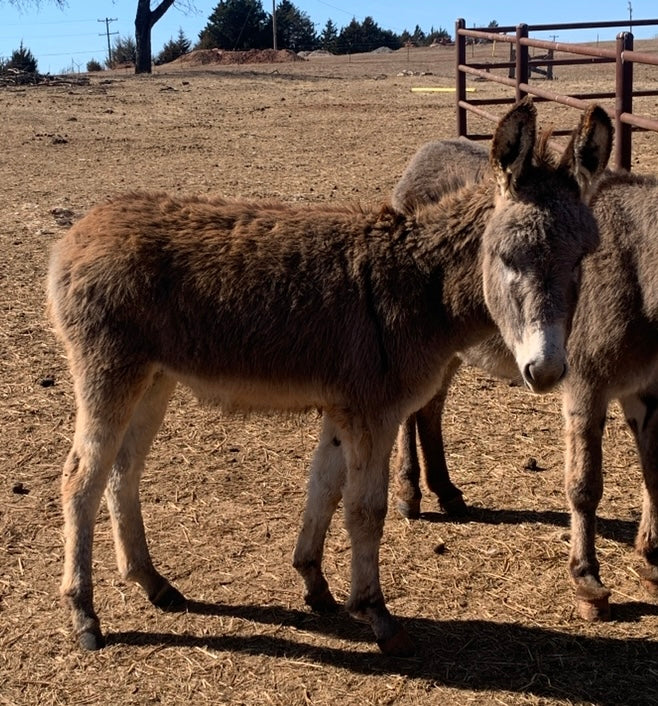 Jack-Weanling Standard Donkey