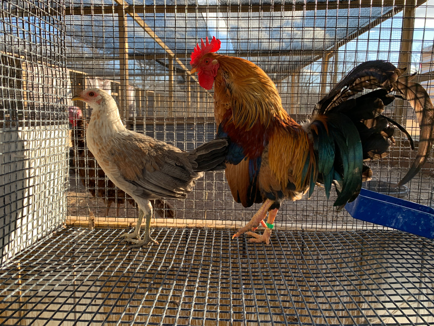 Pair Ayam Ketawa Laughing Chickens