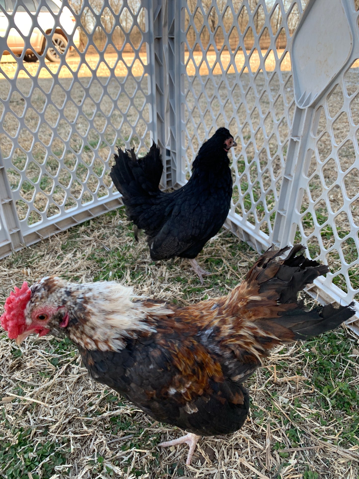 Pair Kikiriki Bantams