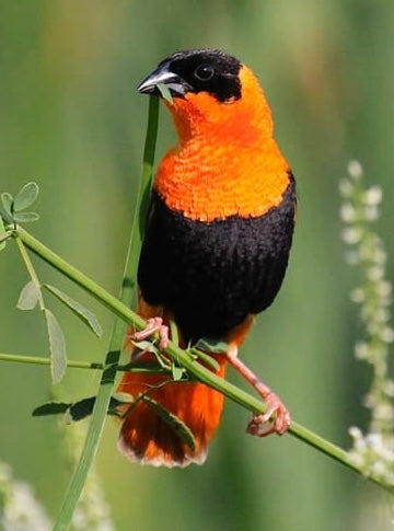 Orange Crowned Weaver-Unsexed