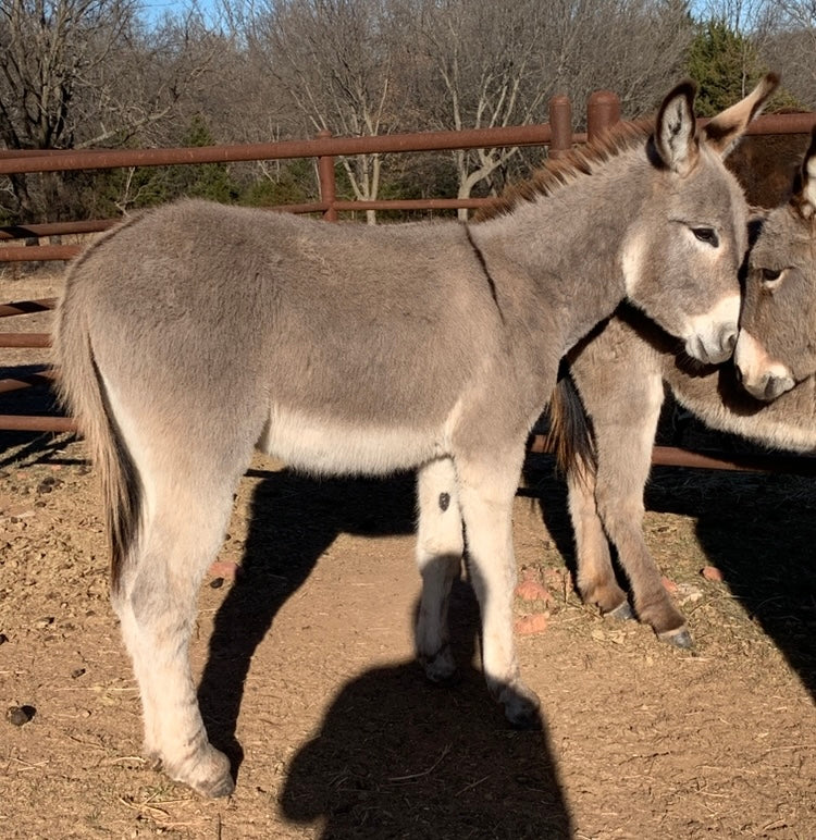 Jack-Standard Donkey