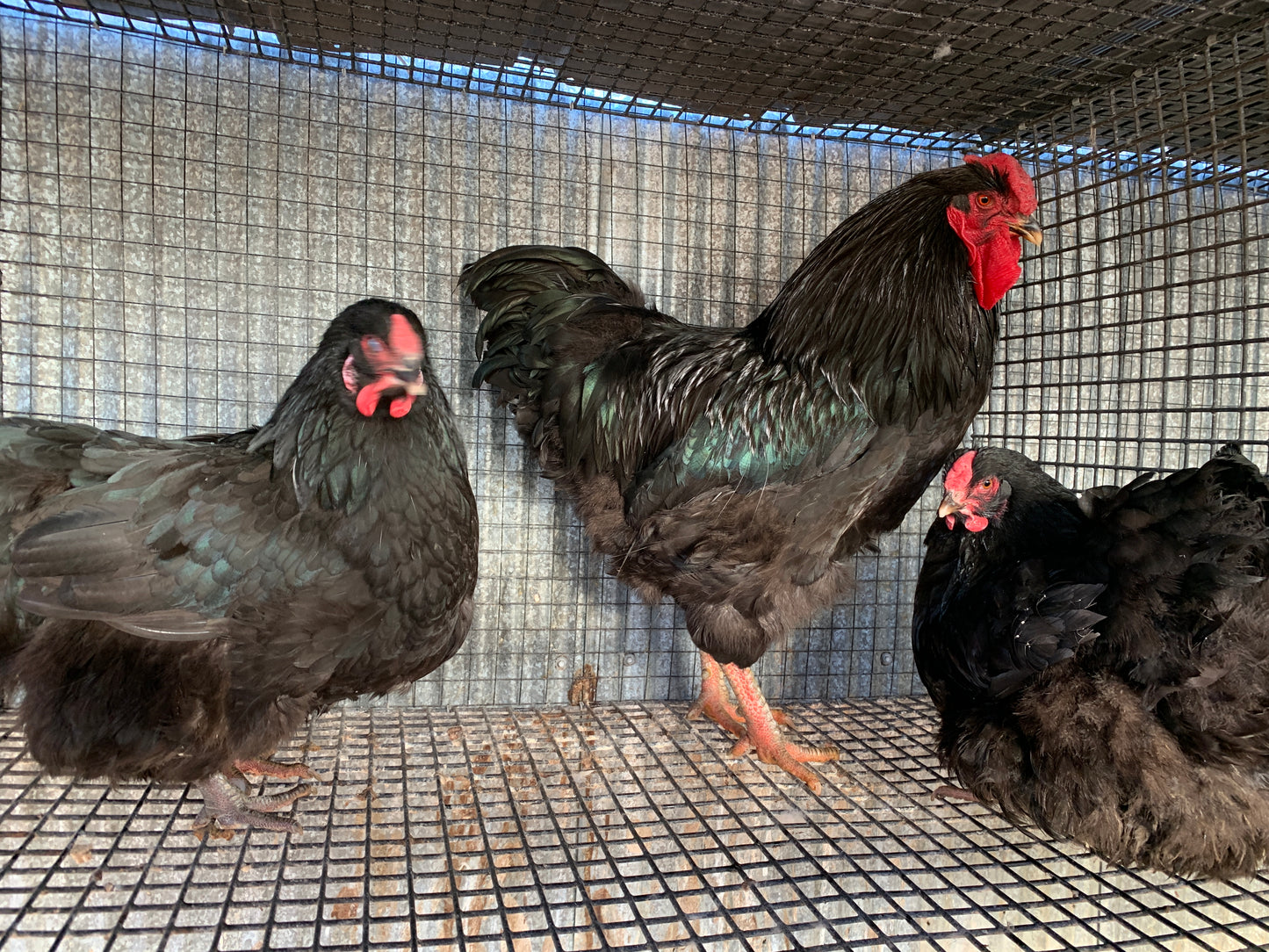 3 Hens, 1 Rooster Standard Black Wyandotte’s