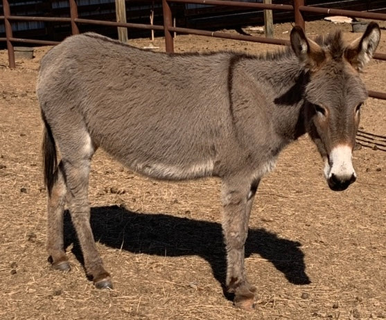 Bred Jenny-Standard Donkey