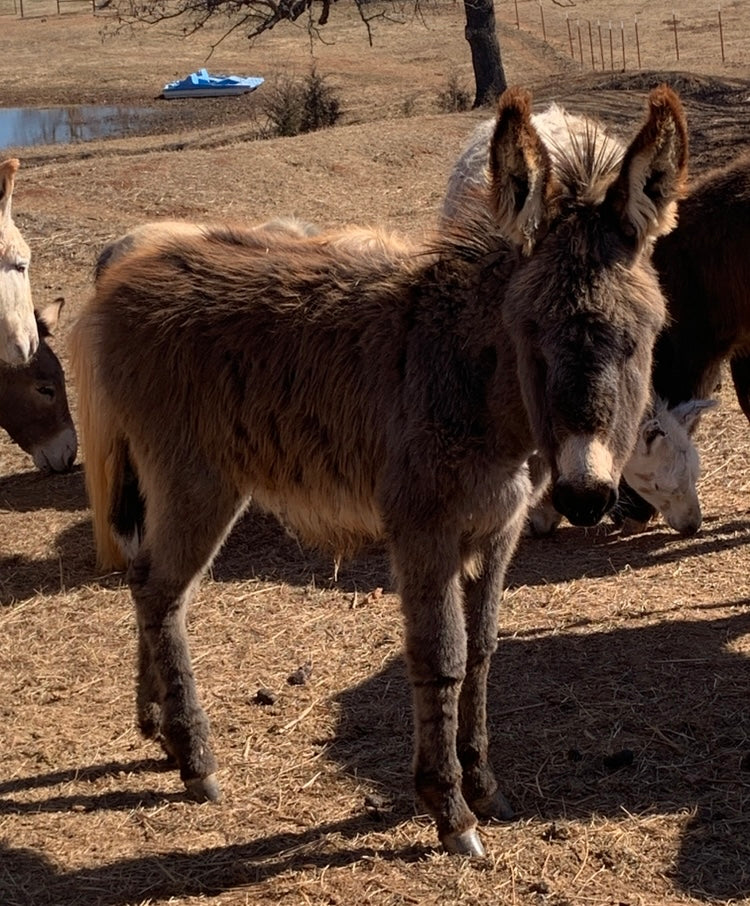 Jenny-Weanling Standard Donkey