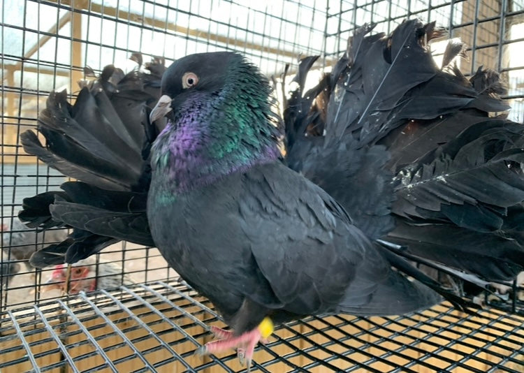 Pair Black Fantail Pigeons