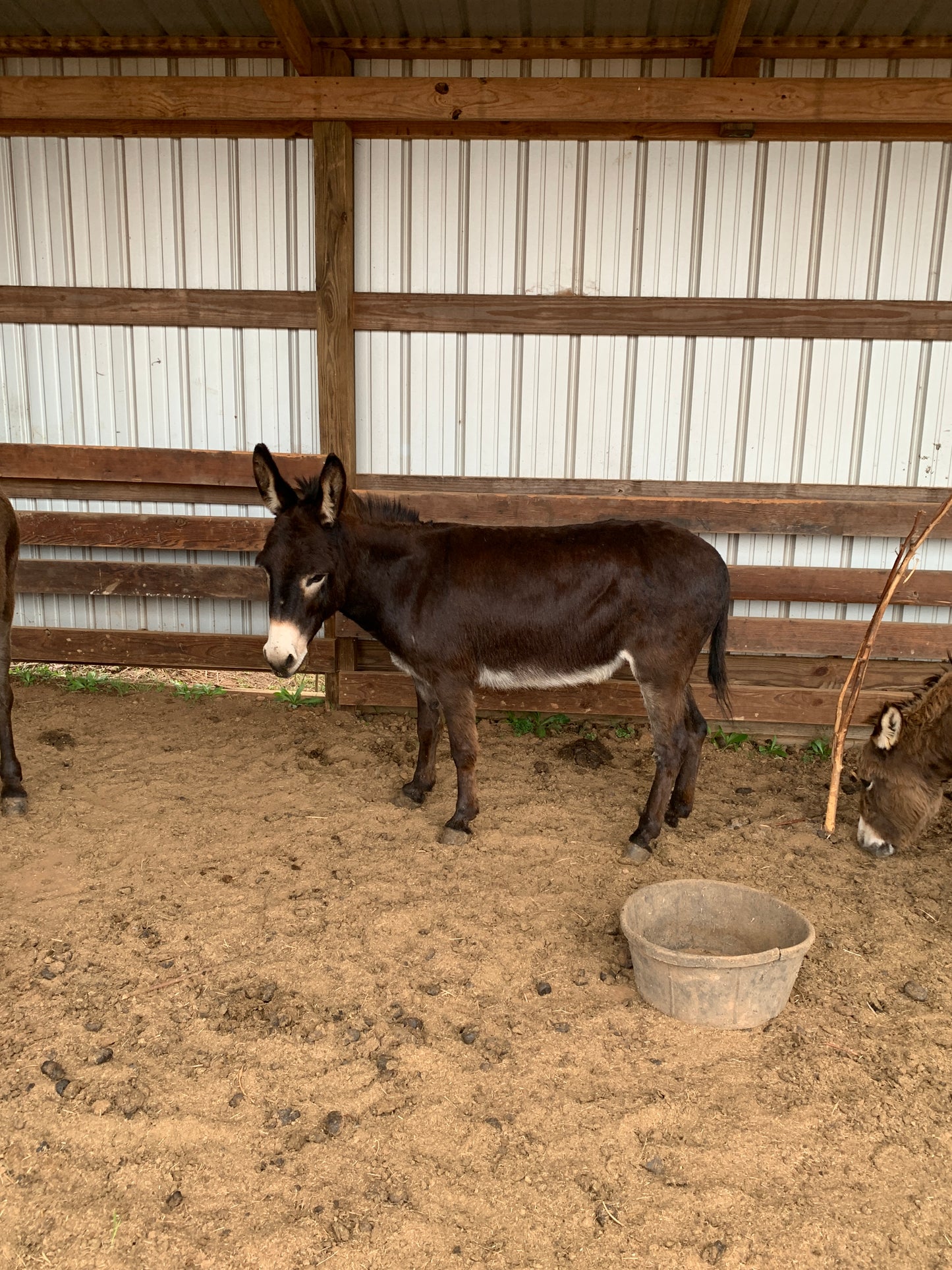 Jenny-Miniature Donkey-37" tall, exposed for 2026 foal