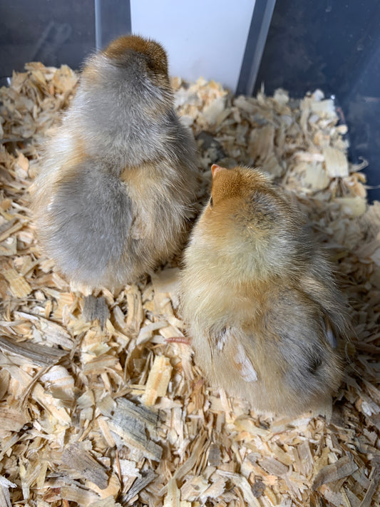 Splash Blue Laced Red Wyandotte-Unsexed