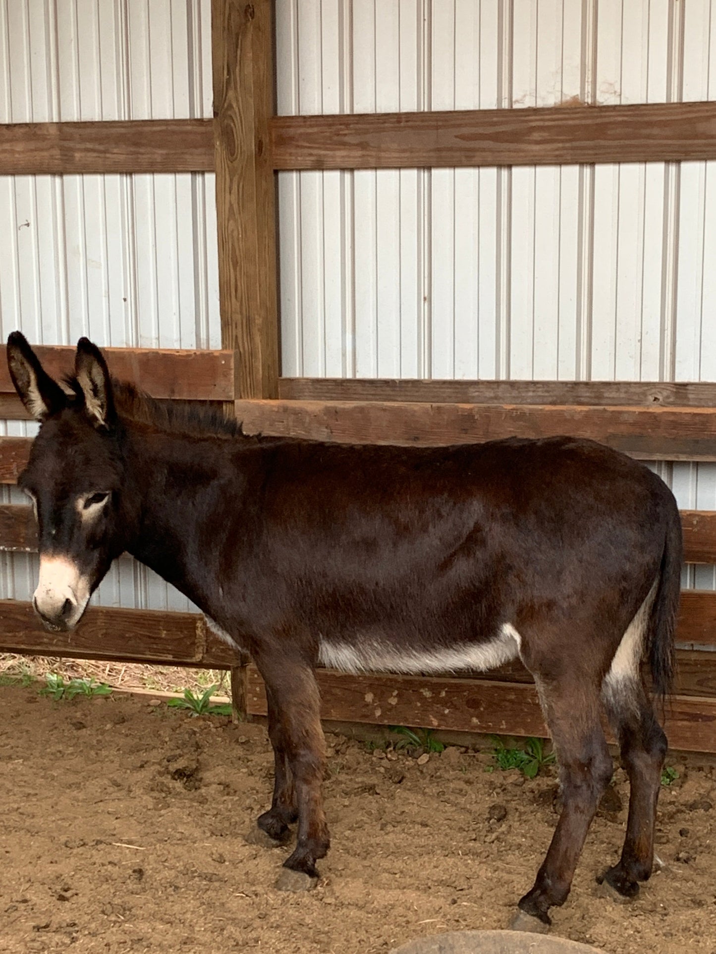 Jenny-Miniature Donkey-37" tall, exposed for 2026 foal