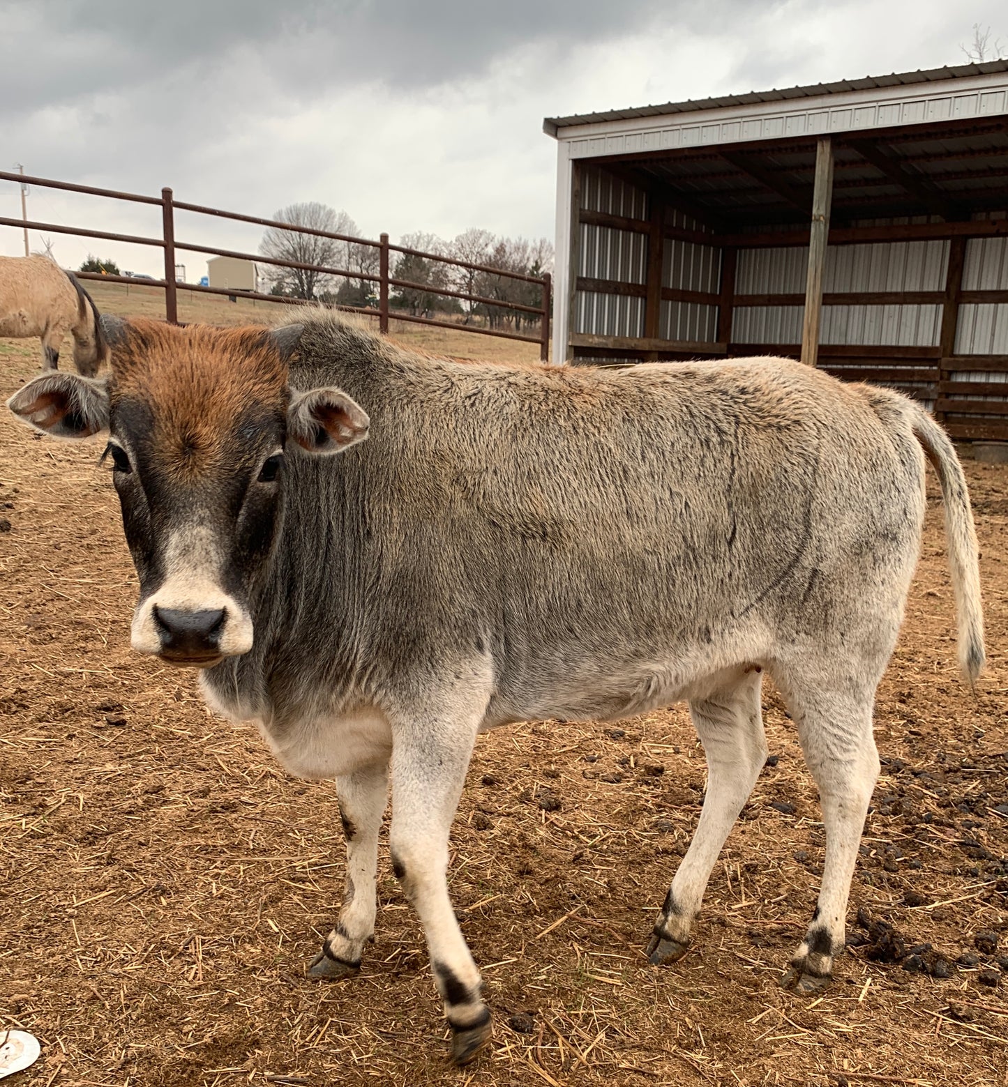 Heifer-Zebu-Exposed & 30" tall