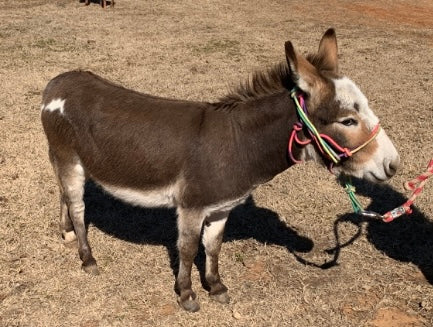 Jack-Miniature Paint Donkey