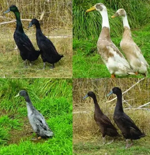 Runner Duckling-Assorted Color, unsexed