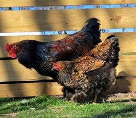 Chick-Blue Laced Gold Brahma Standard-Unsexed