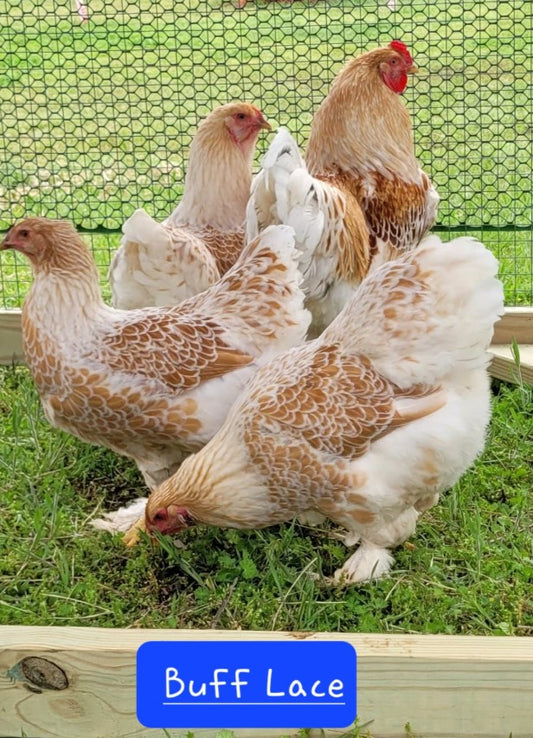 Chick-Buff Laced Brahma Standard