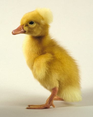 White Crested Duckling-Unsexed