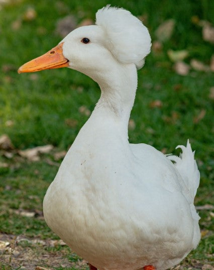 White Crested Duckling-Unsexed