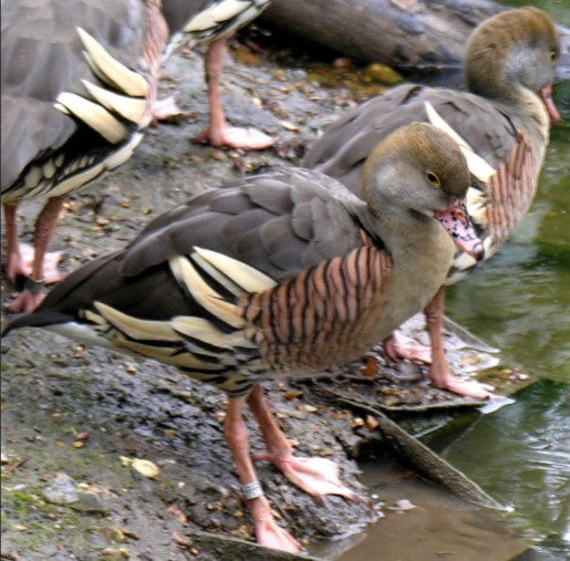Pair Eyton's Tree Ducks