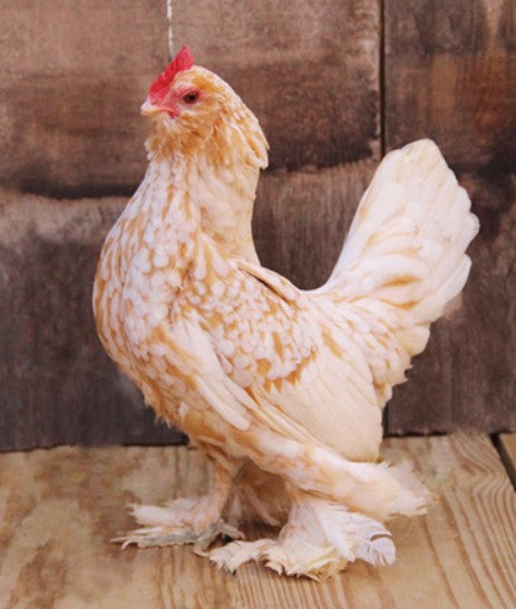 Golden Neck D'uccle Bantam Chick