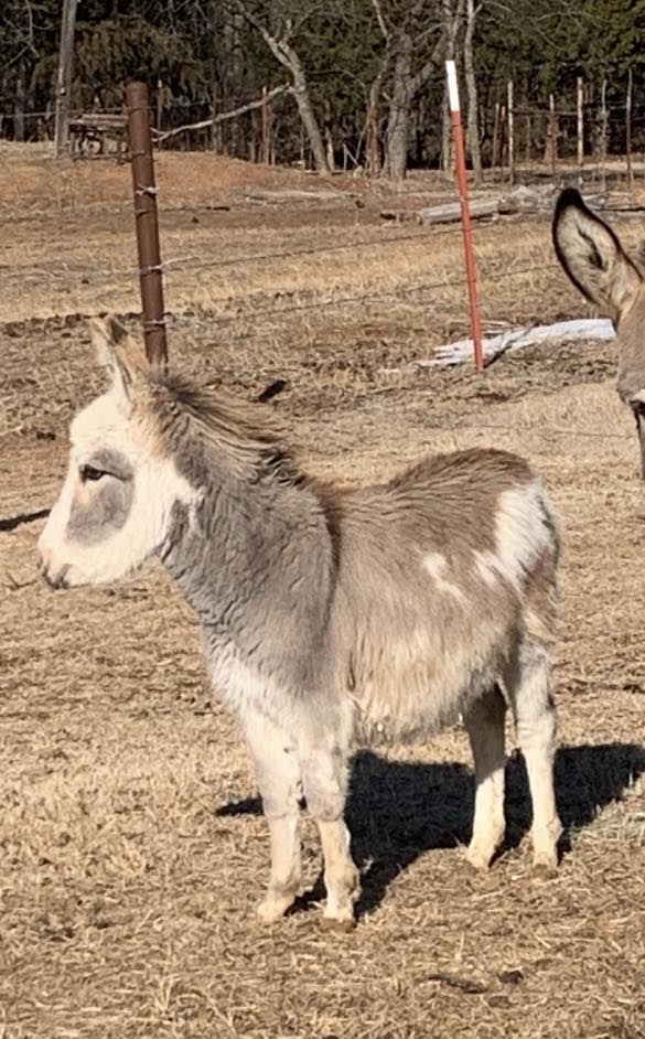 Jack-Miniature Donkey-Weanling, paint