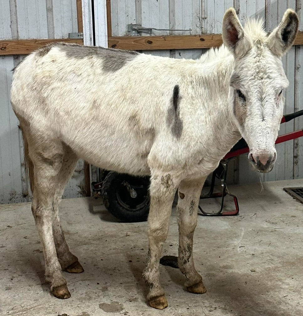 Jack-Standard Donkey-46" Paint