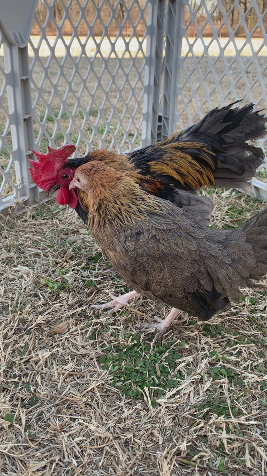Pair Kikiriki Bantams