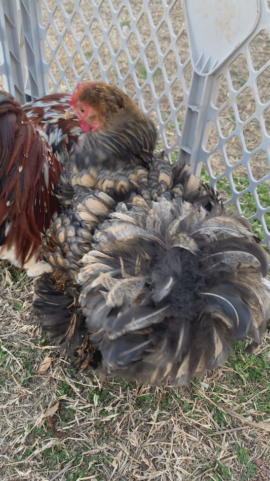 2 Hens, 1 Rooster-Gold Frizzle & Calico Cochin Bantam