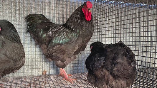 3 Hens, 1 Rooster Standard Black Wyandotte’s