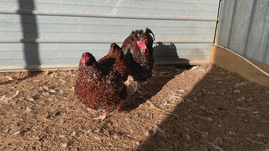 Pair Jubilee Orpingtons