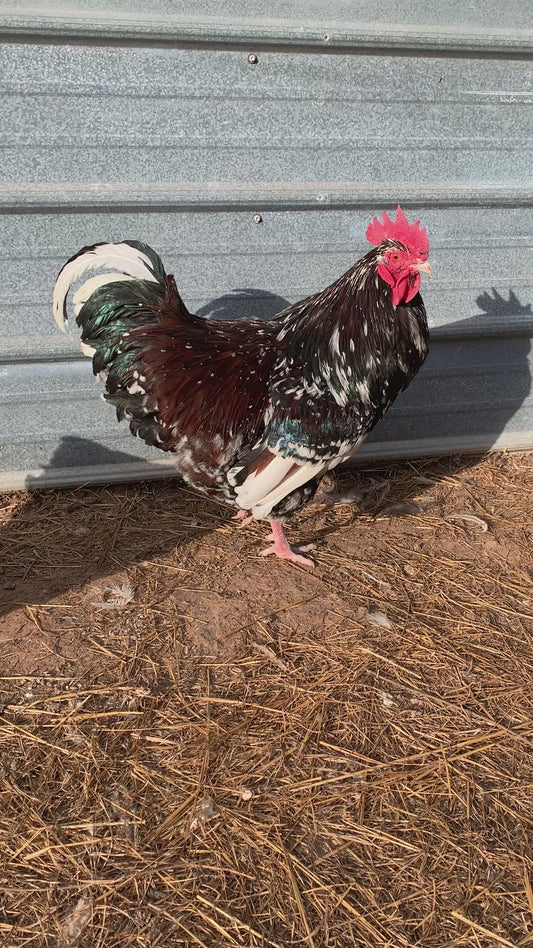 Pair Jubilee Orpingtons