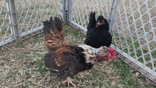 Pair Kikiriki Bantams