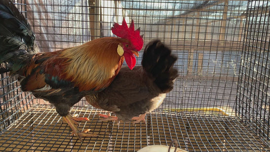 Pair Brown Leghorn