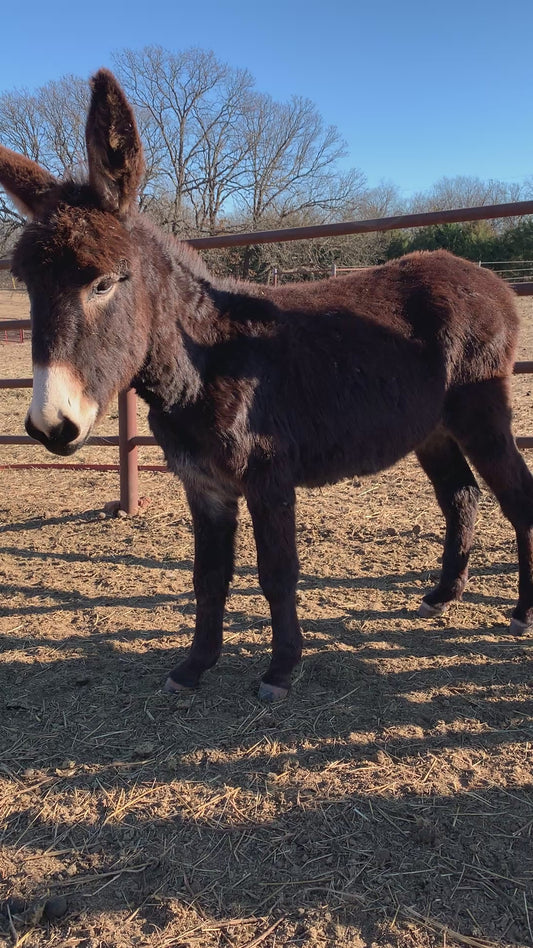 Jenny-Standard Donkey