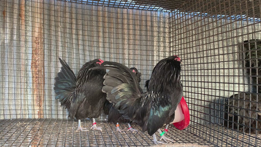 Pair Black Belgian D’anver Bantams