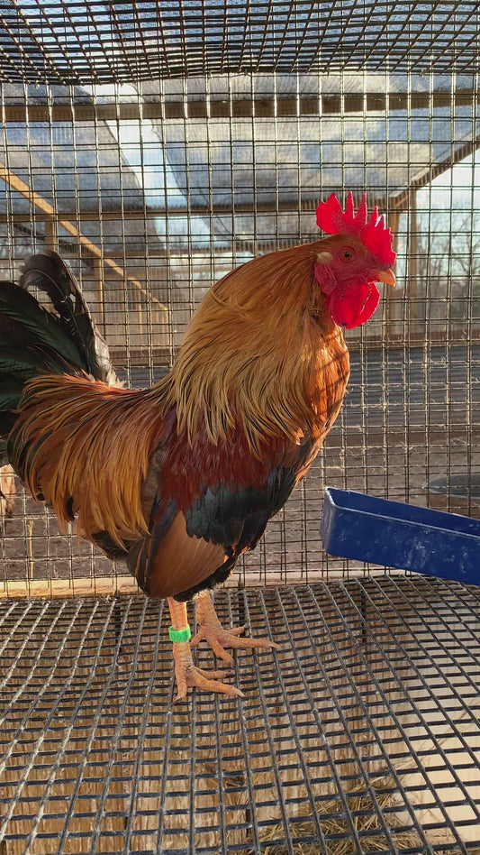 Pair Ayam Ketawa Laughing Chickens